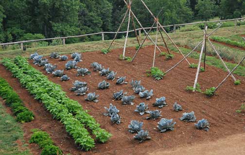 Fresh vegetables from Willow Gardens community garden